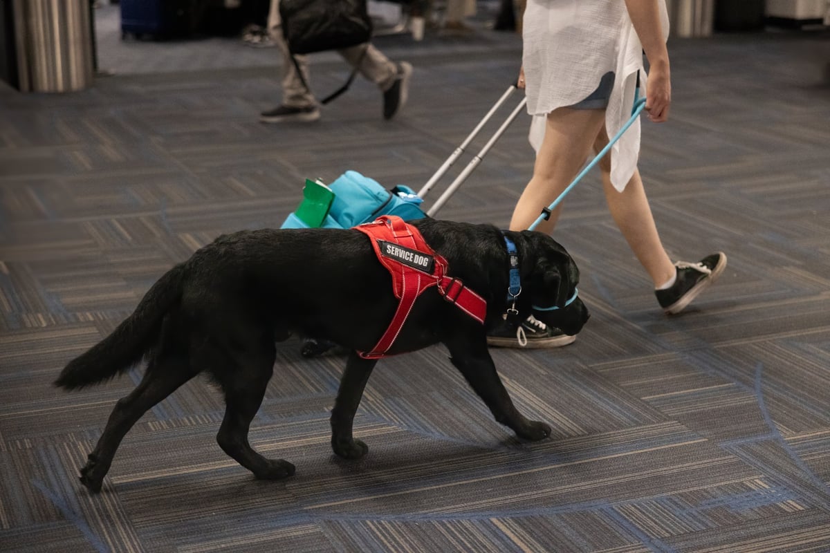 Perro de asistencia caminando junto a su dueño por la terminal de un aeropuerto