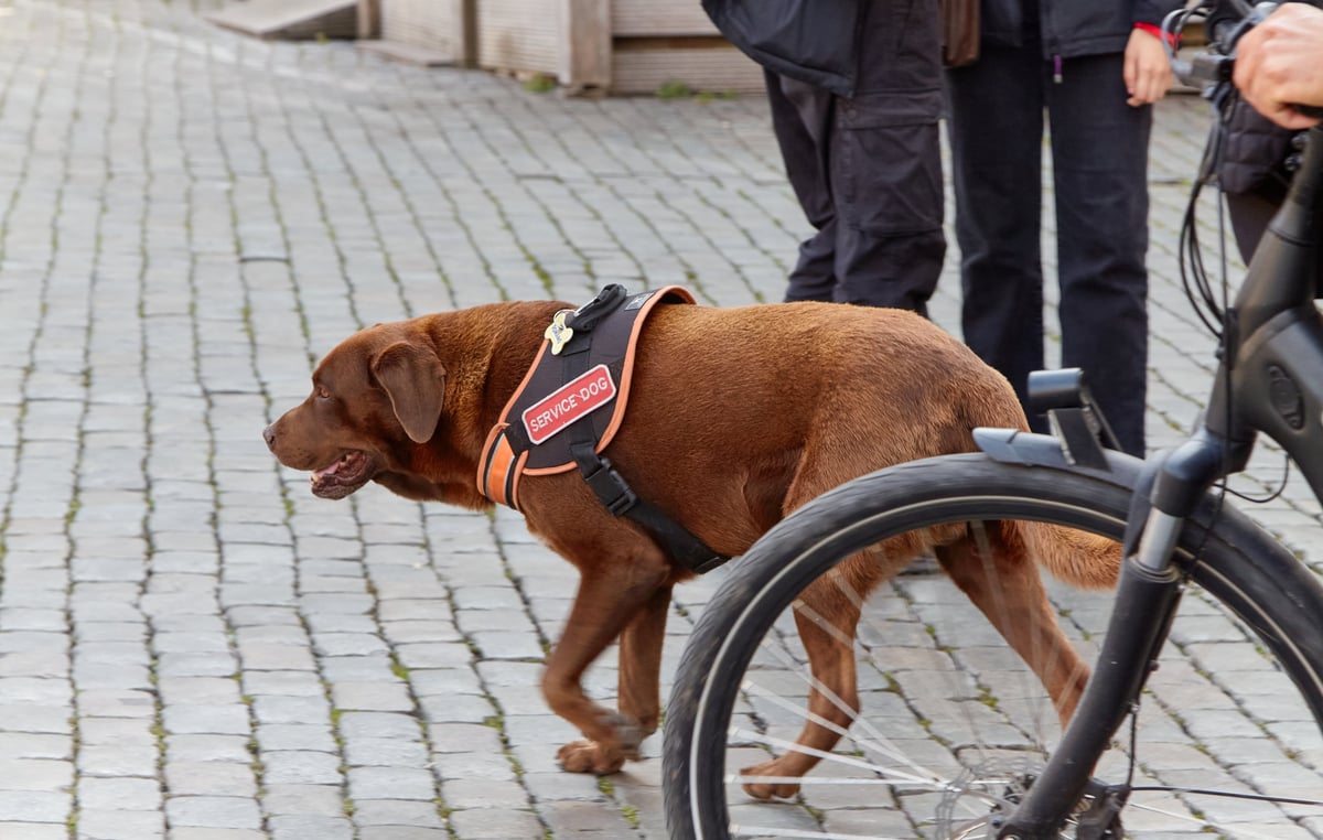 Perro guía con arnés caminando junto a una bicicleta en una calle de ciudad