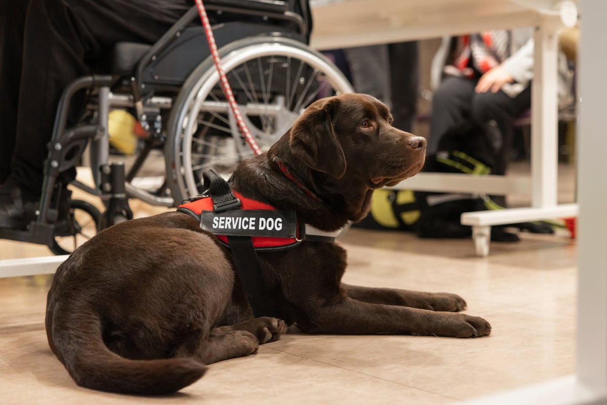 Perro de asistencia acompañando a una persona en silla de ruedas en un espacio accesible